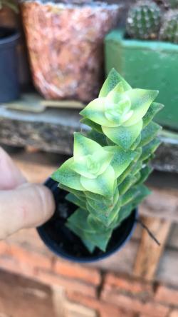 Sadnice - sobne biljke: Crassula Perforata variegata